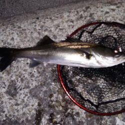 『バグる』でシーバス２匹！